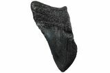 Partial Megalodon Tooth #194066-1